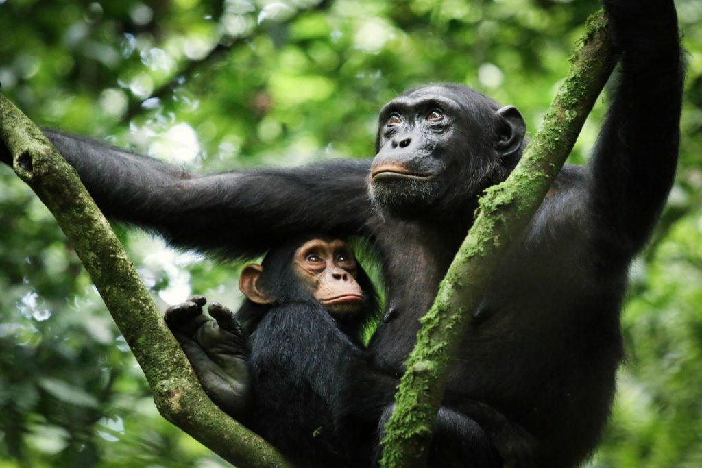 A chimpanzee and her young resting in the canopy, Kibale Forest, Uganda