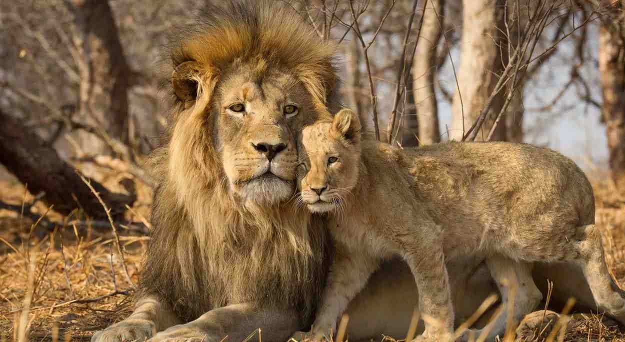 A male lion and a cub resting together in dry golden grass, Kruger National Park, South Africa